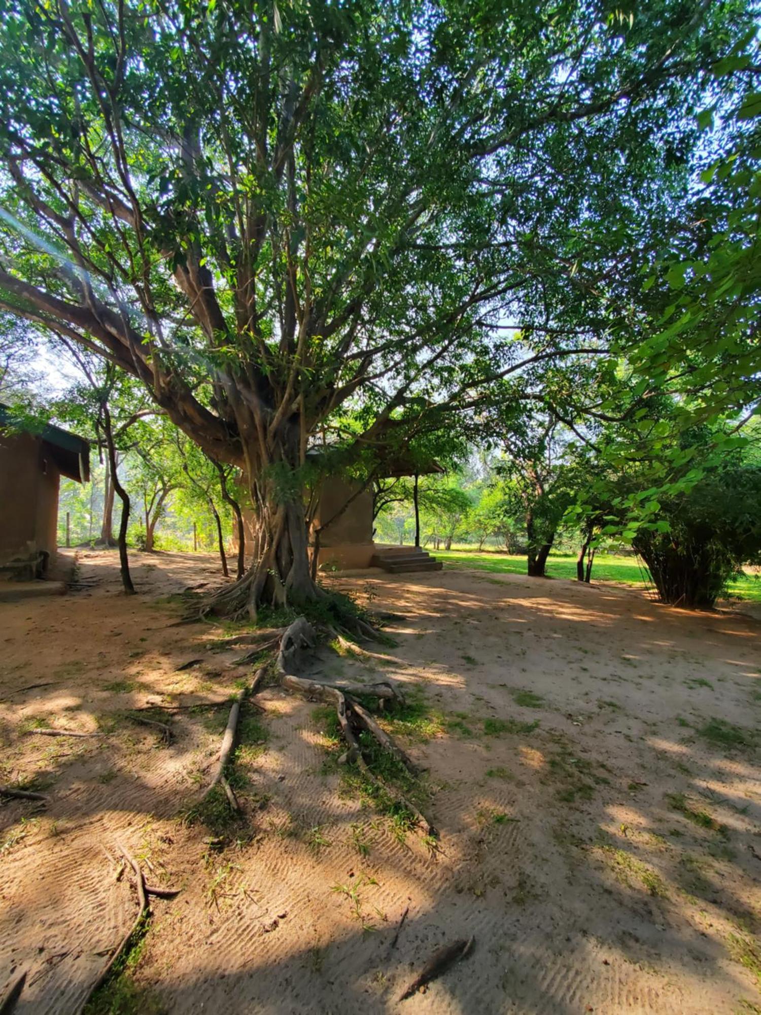 Clay Hut Village Polonnaruwa Exteriér fotografie